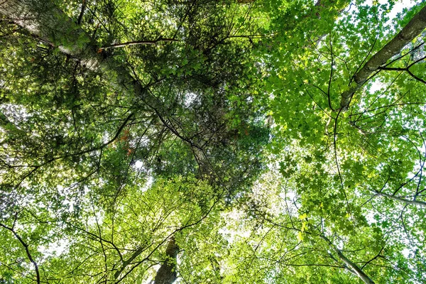 Güneş ışığı yeşil orman güneşli gün geçer.