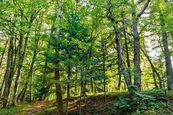 Orman ağaçları. Doğa yeşil ahşap arka güneşli bir gün