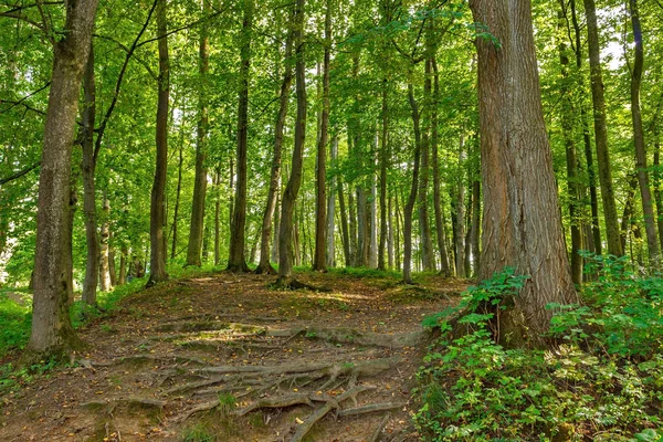 Пейзаж з сільськими дорогами виделка в лісі — стокове фото