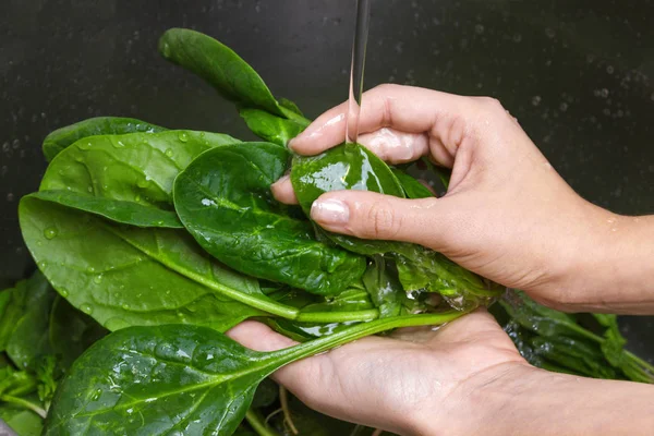 Woman washing spinach in sink. the girl is washing the spinach — Stock Photo, Image