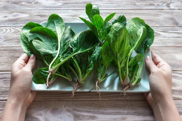 Fresh spinach in the plate. Meal preparation concept. Love, Healthy, Ecology concept, horizontal — Stock Photo, Image