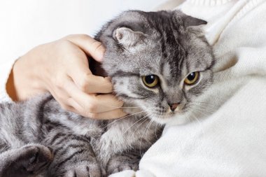 Küçük kedi elinde. Şirin kedi kadın elinde. İskoç yavru kedi