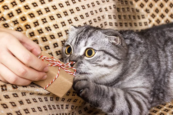 Leuk pluizig katje met gift op mensen handen — Stockfoto