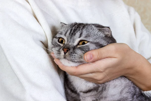 Jonge vrouw houdt in haar armen en knuffels van Maine Coon kat. Witte achtergrond. Schotse kitten — Stockfoto