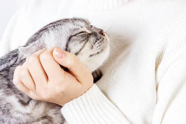 Gelukkig kitten houdt wordt omlijnd door woman's hand. De Brits korthaar. Schotse kitten — Stockfoto