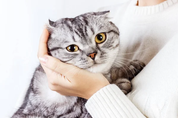 El gato abraza la mano de una chica. Jersey de punto con un gatito lindo. Gatito escocés — Foto de Stock