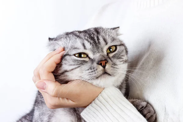 Gatinho feliz gosta de ser acariciado pela mão da mulher. The British Shorthair. Gatinho escocês — Fotografia de Stock