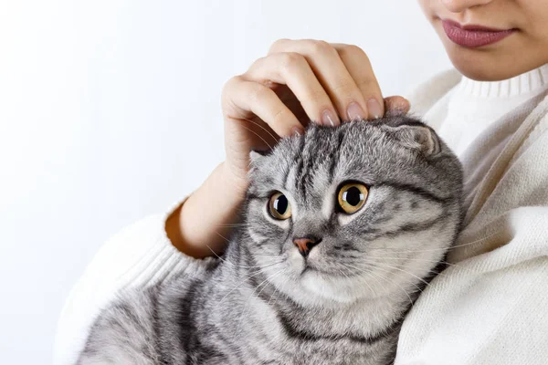 Le chat serre la main d'une fille. Pull tricoté avec un joli chaton. chaton écossais — Photo