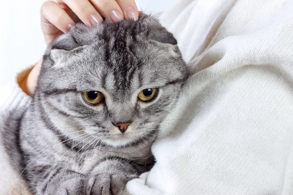 Lindo gato jengibre duerme calentándose en suéter de punto en las manos de su dueño. Gatito escocés —  Fotos de Stock