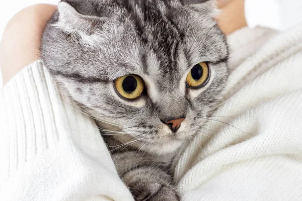 Schattig gember kat slaapt opwarming van de aarde in gebreide trui op zijn eigenaar handen. Schotse kitten — Stockfoto