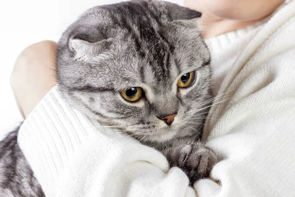 Huisdieren de zorg. Jonge vrouw bedrijf kat thuis. Schattige kat in handen van de vrouw. Dieren liefde. Kattenliefhebber. Vriendschap. Schotse kitten — Stockfoto