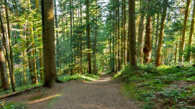 Park Peyzaj ile uzun bir ara sokakta. Ağaç sokak