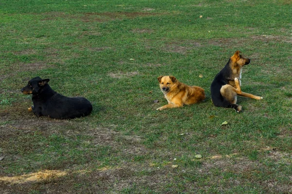 Homeless dogs on the lawn. stray dogs — Stock Photo, Image