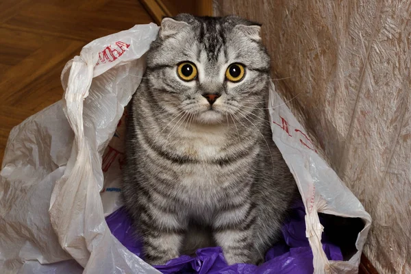 Chat dans le paquet à la maison. curiosité chat — Photo
