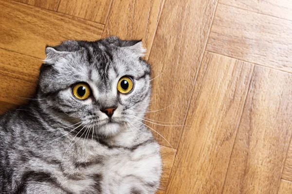 Überraschte Katze auf dem Boden liegend, aus nächster Nähe. Britische Katze liegt mit Kopierraum auf dem Boden — Stockfoto