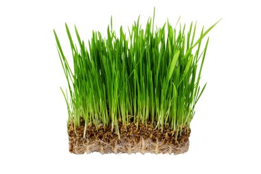Beyaz arka plan üzerinde izole yulaf, yeşil çim tohumları germinated