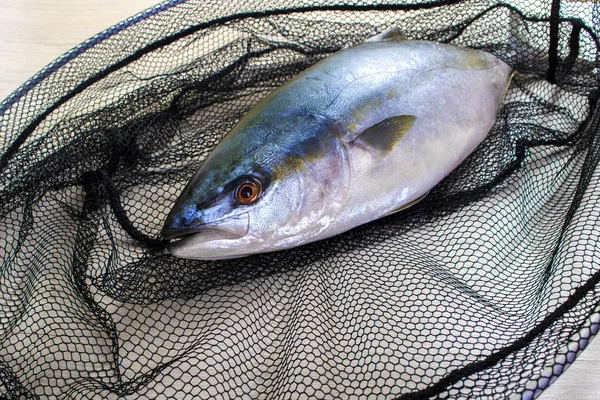 Frischer Thunfisch ist ins Netz gegangen — Stockfoto