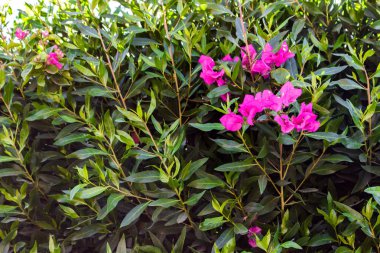 Bahçe içinde yaprak yeşil arka plan üzerinde renkli Pembe çiçek