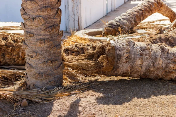 Падіння пальми на землі. сухою пальмою — стокове фото