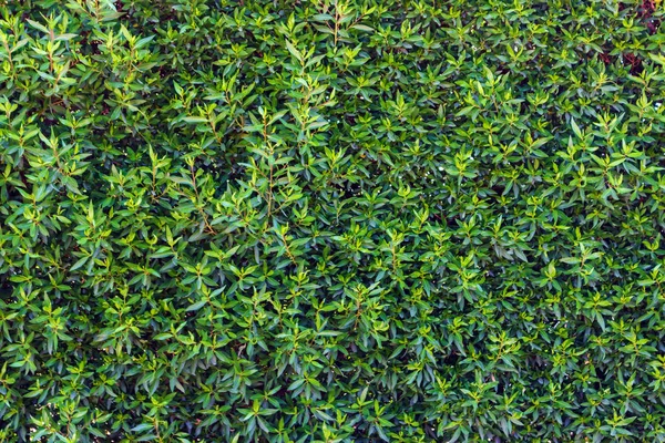 Textura de hoja verde. Hoja de fondo de textura del árbol — Foto de Stock