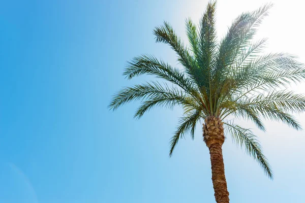 Bir palmiye ağacı güneşli bulutlar olmadan mavi gökyüzü arka plan üzerinde — Stok fotoğraf