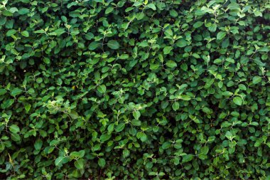 Yeşil yaprak dokusu. Güneşli bir günde yaprak dokusu arkaplanı