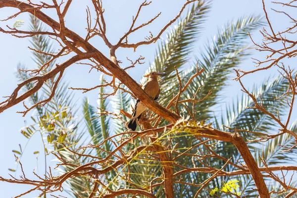 İbibik kuşu, Mısır'daki bir ağaç dalı üzerine — Stok fotoğraf