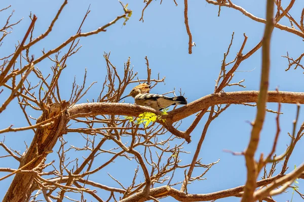 Hoopoe sur une branche d'arbre par temps ensoleillé — Photo