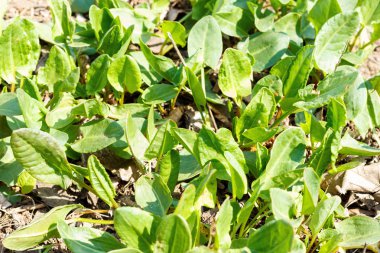 bahçede büyüyen sağlıklı organik bebek ıspanak