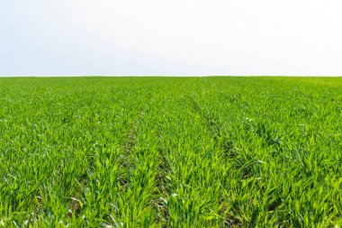 güneşli genç buğday alanında bahar