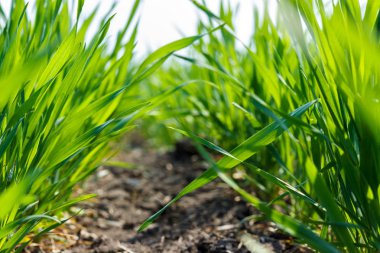 bahar güneş ışığı altında genç yeşil buğday yakın çekim