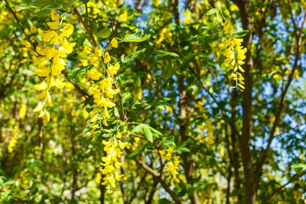 Altın yağmur ağaç baklagiller Park ailesindeki bir çiçekli bitkidir. Cassia fistül — Stok fotoğraf