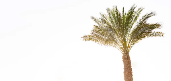 Kopya alanı ile etkisi vintage ile birçok Palmiye ağacı günbatımı — Stok fotoğraf
