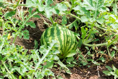Tarlada yetişen olgun karpuz gibi. Taze bitki..