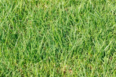 Güzel yeşil çimen manzarası.