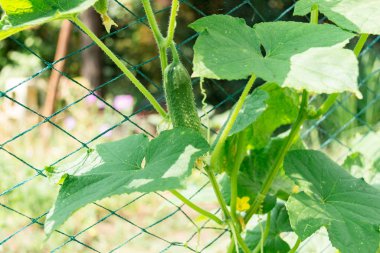 Bahçede yaprakları ve çiçekleri olan küçük bir salatalık yetiştirin..