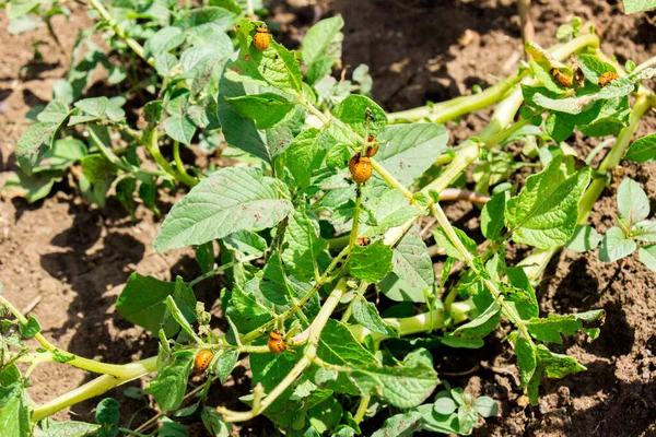 Primer Plano Muchos Insectos Colorado Comiendo Hojas Papa Campo Proteja — Foto de Stock