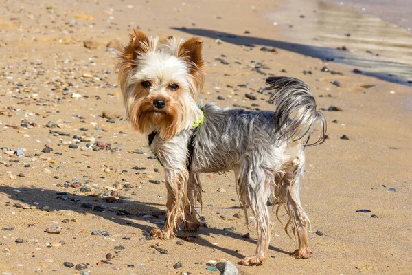 Young Yorkshire Terrier Walking Having Fun Beach Feel Free Concept — Stock Photo, Image