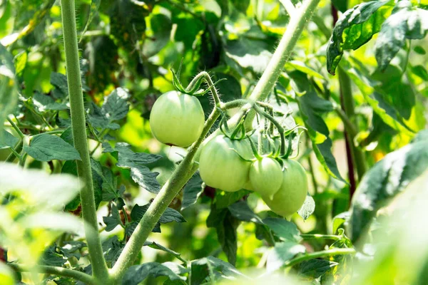 Primer Plano Tomates Verdes Inmaduros Que Crecen Planta Huerto — Foto de Stock