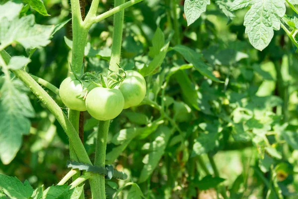 Primer Plano Muchos Tomates Verdes Inmaduros Que Crecen Planta Luz — Foto de Stock