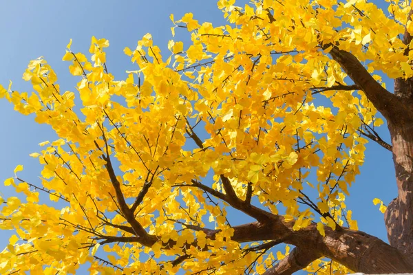 Árbol Amarillo Otoñal Fondo Azul Del Cielo — Foto de Stock