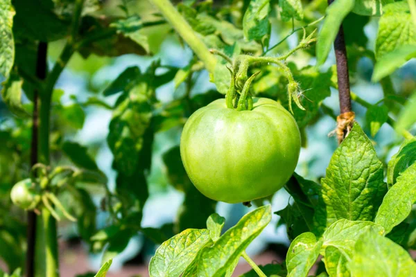 Primer Plano Tomate Verde Inmaduro Creciendo Bajo Luz Del Sol — Foto de Stock