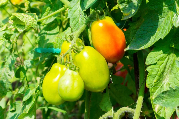 Primer Plano Muchos Tomates Madurando Planta Luz Del Sol Huerto — Foto de Stock