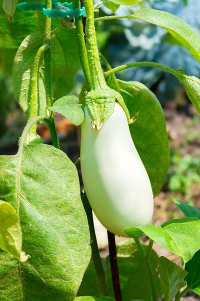 Primer Plano Berenjena Blanca Creciendo Bajo Luz Del Sol Planta — Foto de Stock