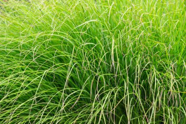 Arka arkaya büyüyen yeşil thuja ağaçlarını kapatın. Çit, haydutlardan yapılmıştır..