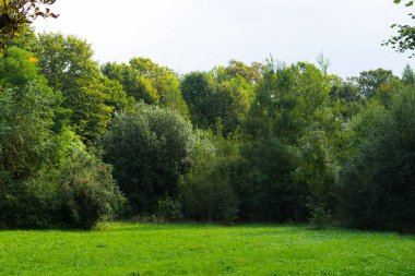 Parkta yeşil çim tarlası olan güzel bir çayırın manzarası.