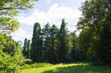 Ormanda gün ışığında bir sürü ağaç ve çalı var..