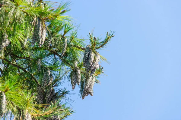 Zbliżenie Dużych Szyszek Sosnowych Rosnących Gałęzi Drzewa Nad Błękitnym Tle — Zdjęcie stockowe