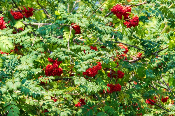 Viele Zweige Reifer Roter Vogelbeeren Sonnenstrahl Herbst Sträuße Mit Frischen — Stockfoto