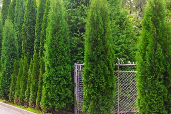 Arka Arkaya Büyüyen Yeşil Thuja Ağaçlarını Kapatın Çit Haydutlardan Yapılmıştır — Stok fotoğraf
